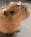 -la team capybara-