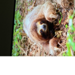 Poke sloth group