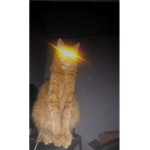 n0ns3nce