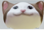 고양이 해적단