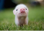 pigs amazing fun dance group