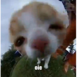 Koalas Roblox