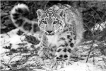 Snow Leopard Lovers