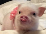 Schweine Armi