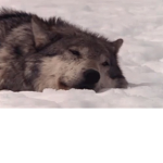 #Wolf Army#Awoooooooooo#you are amazing
