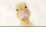 Duck cult Supreme
