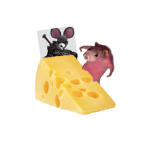 eb cool rat cheese group