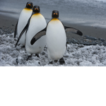 penguin army Maddie