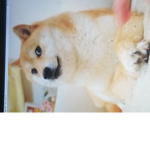 Doge group unofficial doge cute.