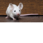 Stylish Mice!