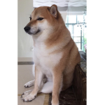 cheese dog studios