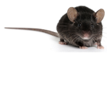 MICE RULE!