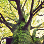 ⨭The TreeWings⨮