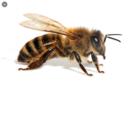 Bee punny!