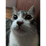 -> Furry 猫 Group <-