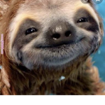 Silly Sloth Academy