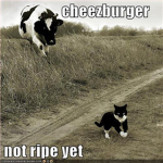 nomnomnom/mad cow leaders