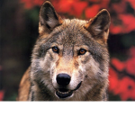 The Space Wolves Clan