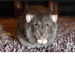 The disgusting cat eating rats