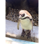 Penguin’s club