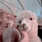Only Llamas
