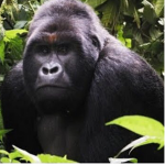 Gorilla squad!