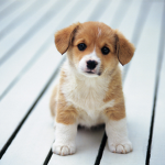 Dogs rule the world!