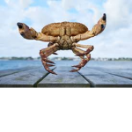 DaCrab