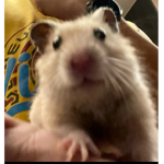 WEWTTYII