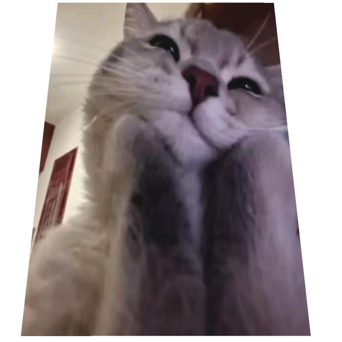 Happy Cat watching Cape