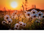 Sunshine & Flowers