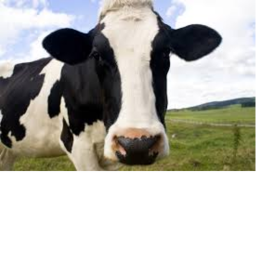 🐄Cow Game🐄