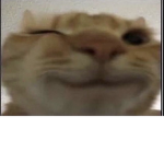 meowstier