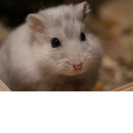 hamster gang XD