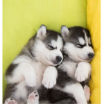 PUPPY LO VER S