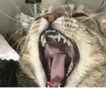 Iiixlue