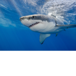 Sharks that bite