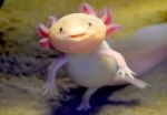 Pet simulator x axolotl group