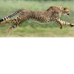 Cheetah Speed Fan Group