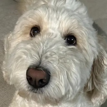 presley dog floofer lol