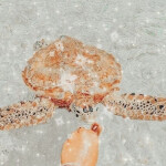 𝚜𝚞𝚖𝚖𝚎𝚛