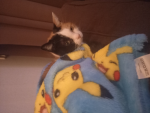 PIKALOVERNL