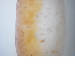 Potato Group Fam