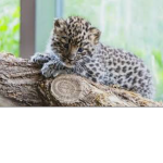 Leopards Squad