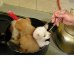 Dog soup.co