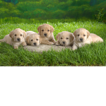 The Cool Puppy Gang