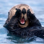The Baddie Otters