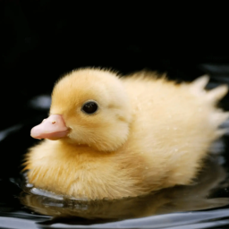 Duck Twins hangout