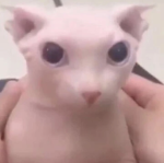 big hedghogs simulators