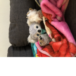 Fox place for fox people